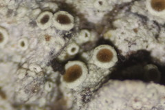 Lecanora