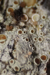 Lecanora