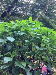 Brugmansia suaveolens