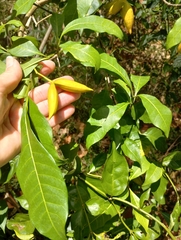 Tabernaemontana pandacaqui