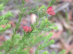 Philotheca salsolifolia