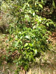 Tabernaemontana pandacaqui