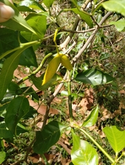 Tabernaemontana pandacaqui