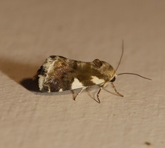 Acontia detrita