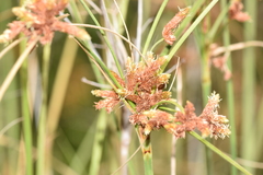 Rhodoscirpus asper