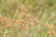 Rhodoscirpus asper