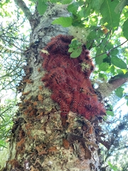 Ormiscodes cinnamomea