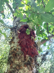 Ormiscodes cinnamomea