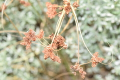 Rhodoscirpus asper