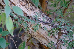 Vachellia tortuosa