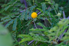 Vachellia tortuosa