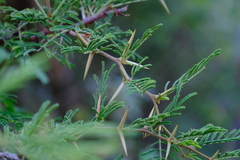 Vachellia tortuosa