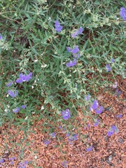 Caryopteris × clandonensis