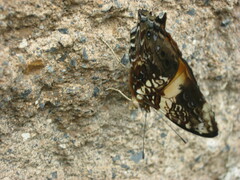 Hypanartia godmanii