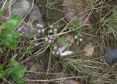 Thymus sibiricus