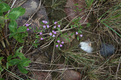 Thymus sibiricus