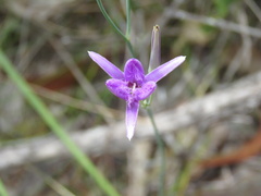Thysanotus tuberosus