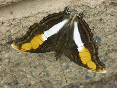 Doxocopa