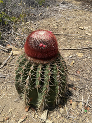 Melocactus intortus