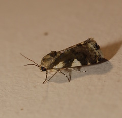 Acontia detrita