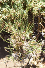 Ephedra chilensis