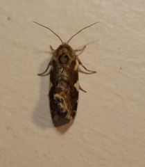 Acontia detrita