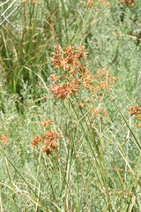 Rhodoscirpus asper
