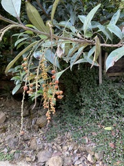 Duranta erecta