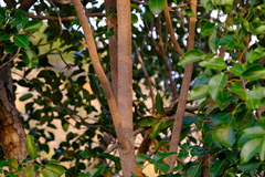Metopium brownei