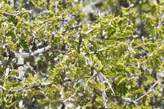 Porlieria chilensis
