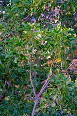 Metopium brownei