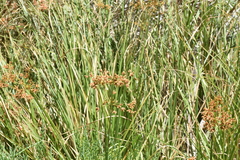 Rhodoscirpus asper