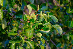 Metopium brownei