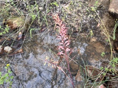 Grevillea dryandri