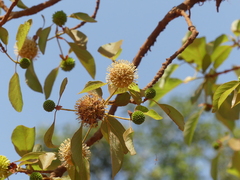 Mitragyna parvifolia