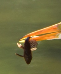 Hypostomus