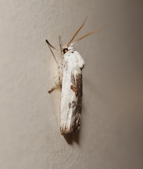 Cryptophasa albacosta