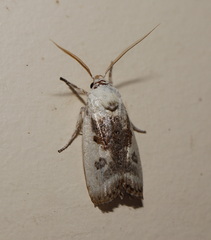 Cryptophasa albacosta