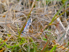 Utetheisa ornatrix