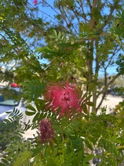 Calliandra haematocephala