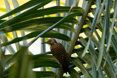 Melanerpes striatus