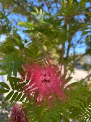 Calliandra haematocephala