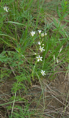 Eremogone saxatilis