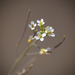 Mouse-ear Cress - Photo (c) Brendan Cole, some rights reserved (CC BY-NC-ND), uploaded by Brendan Cole