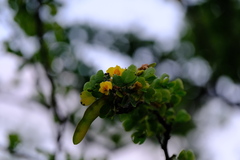 Haematoxylum brasiletto