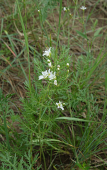 Eremogone saxatilis