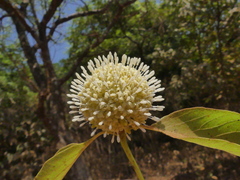 Mitragyna parvifolia