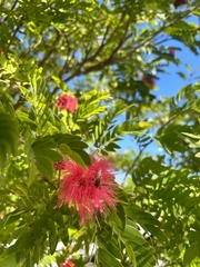 Calliandra haematocephala