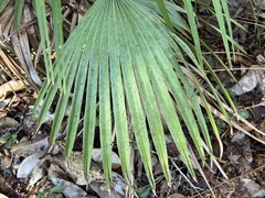 Coryphoideae