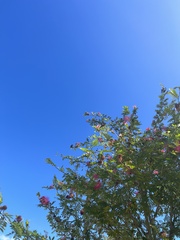 Calliandra haematocephala